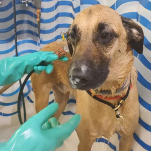 Cachorro Caramelo da Bicholândia Creche, Hotel e Day Care para Cães