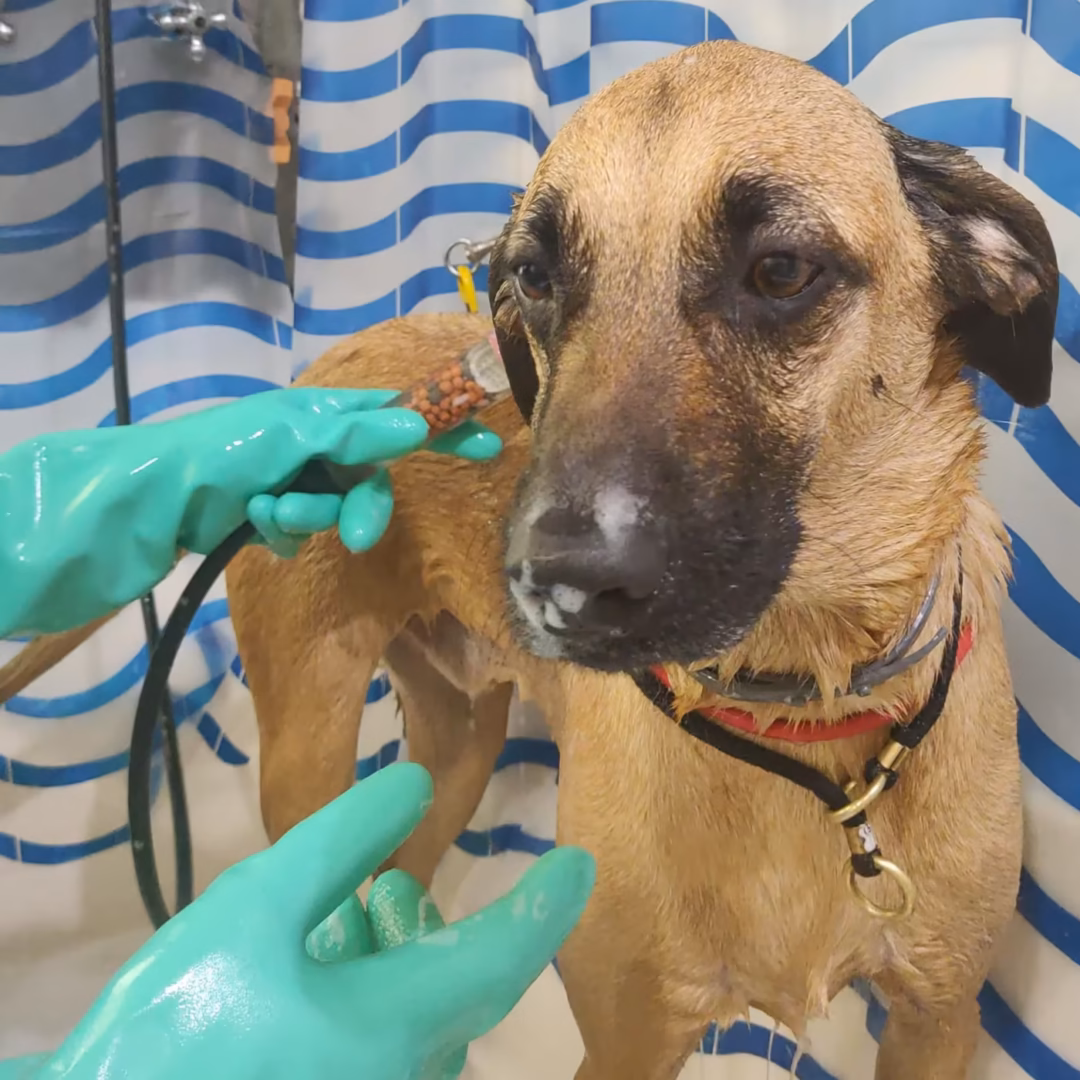 Cachorro Caramelo da Bicholândia Creche, Hotel e Day Care para Cães