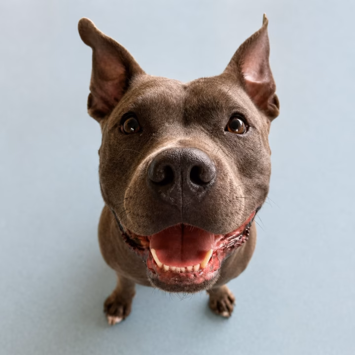 Sebá Pitbull da Bicholândia Creche, Hotel e Day Care para Cães