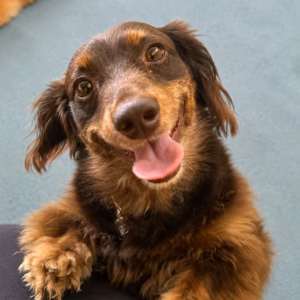 Cachorro Salsicha da Bicholândia Creche, Hotel e Day Care para Cães