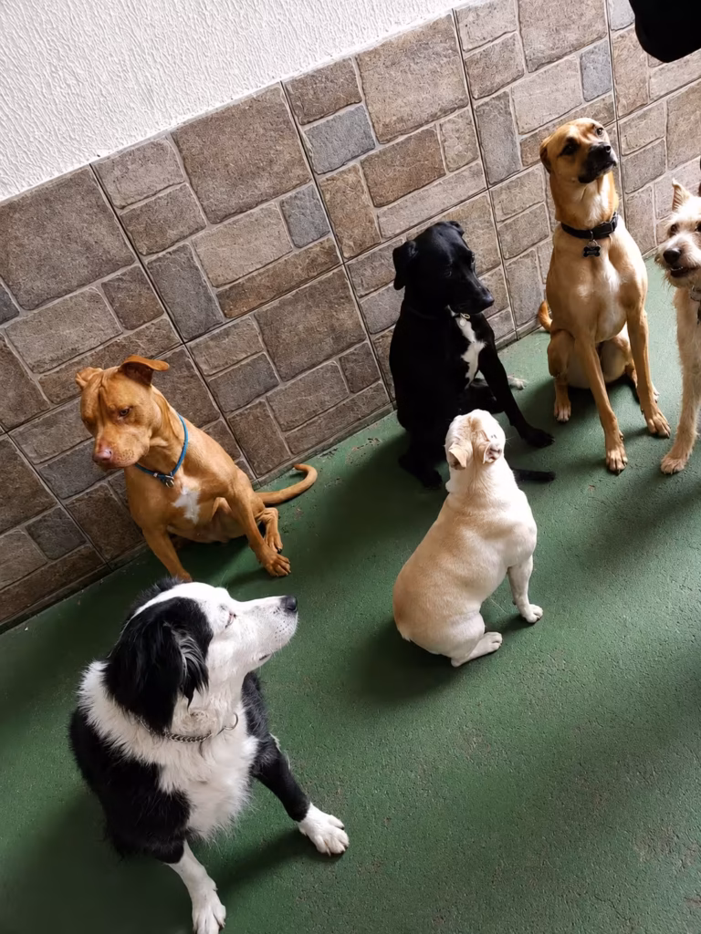O que costuma mudar com a socialização bem conduzida l Bicholândia Creche, Hotel e Veterinária na Vila Carrão
