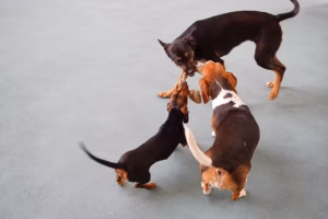Quantas Vezes por Semana Devo Levar Meu Cão à Creche - Artigo de Blog da Bicholândia Creche, Hotel e Veterinária na Vila Carrão