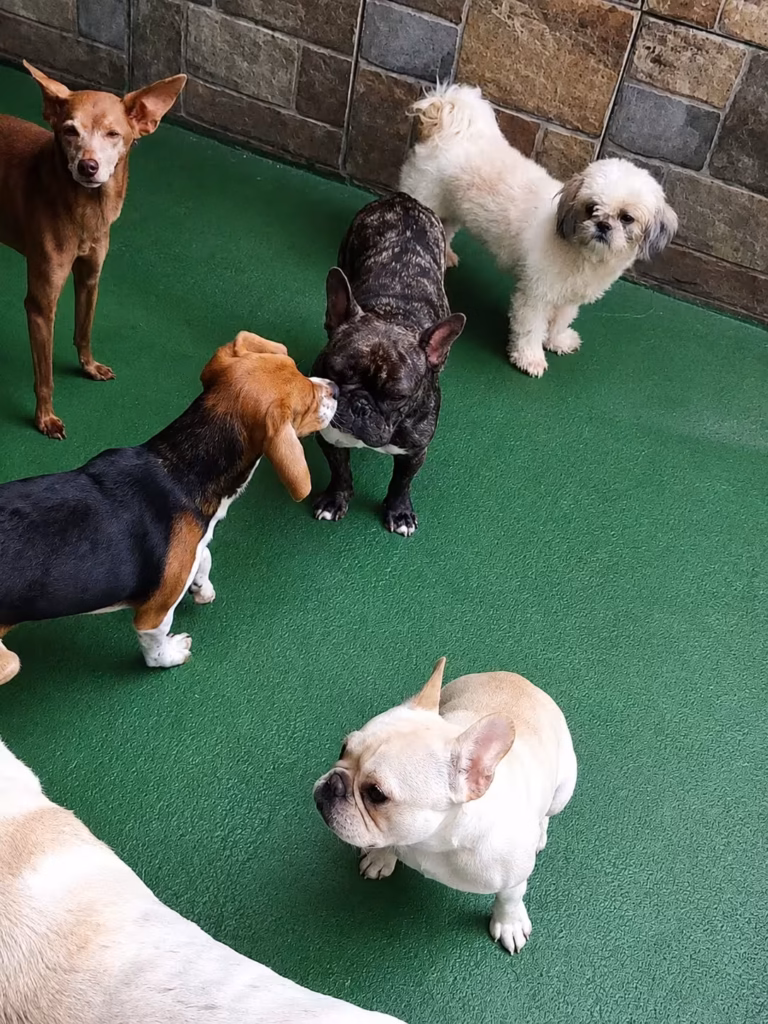 Quantas Vezes por Semana Devo Levar Meu Cão à Creche - Artigo de Blog da Bicholândia Creche, Hotel e Veterinária na Vila Carrão