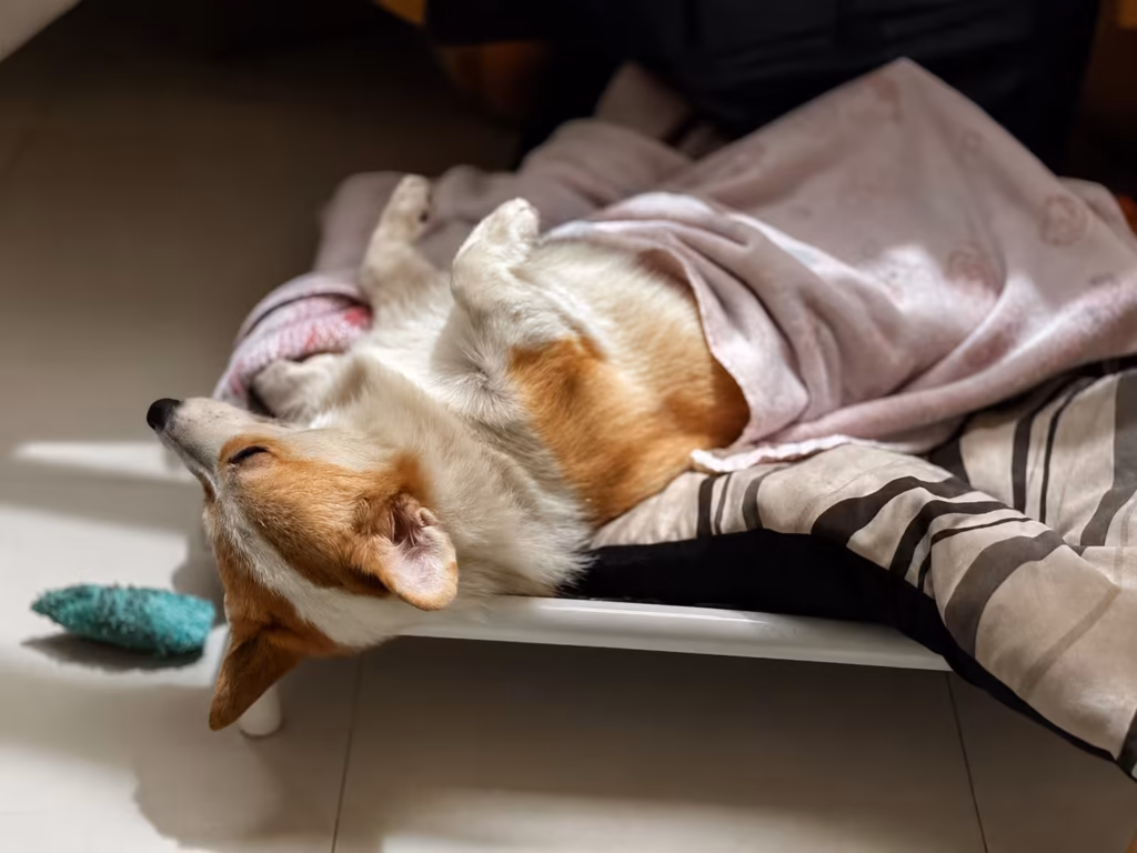 Quantos Dias um Cachorro Pode Ficar em Hotel para Cães l Bicholândia Creche, Hotel e Veterinária na Vila Carrão