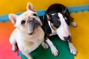 Cão socializando com outros cães em ambiente supervisionado de creche
