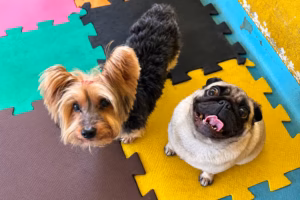 Procurando hotel para cães na Zona Leste Veja o que avaliar antes de contratar estrutura, supervisão, segurança e cuidados durante a hospedagem